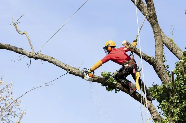 Arborist