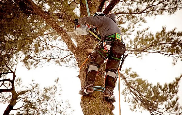 Arborist